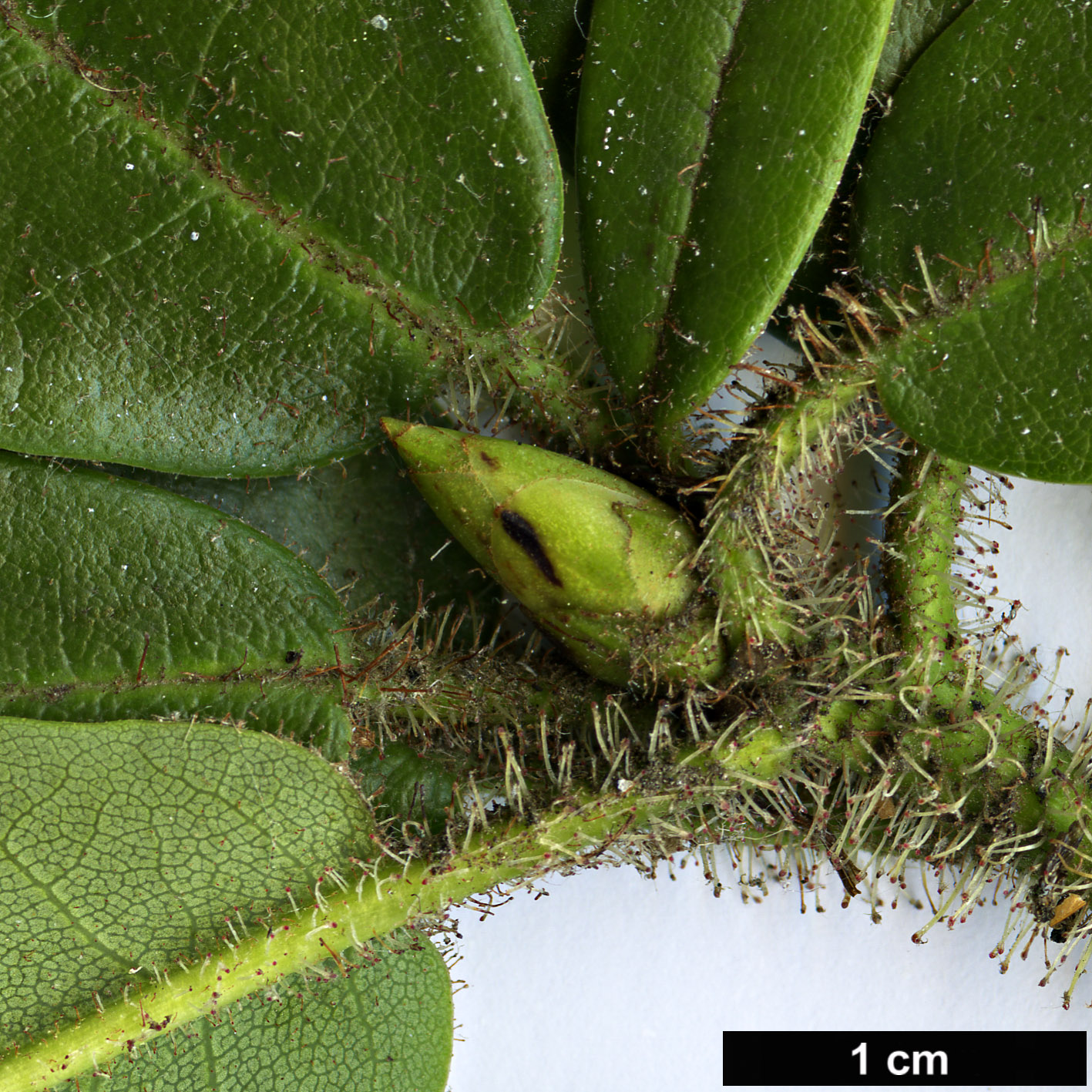 High resolution image: Family: Ericaceae - Genus: Rhododendron - Taxon: selense - SpeciesSub: subsp. dasycladum